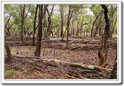 Austin Land Art Studio,
Texas Land Art ,
Natural Land,
Earth Works,
DAPACU